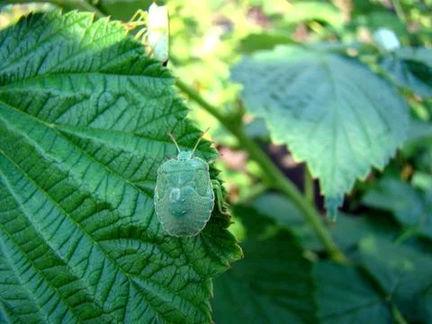 Stink bug Stock Photos