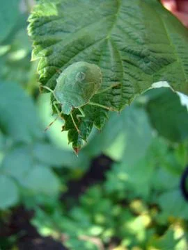 Stink bug 스톡 사진