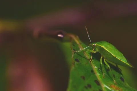 Stink Bug Stock Photos