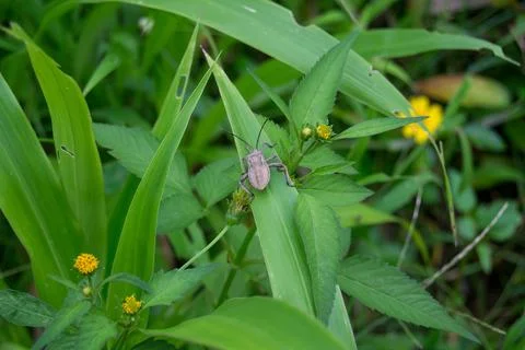 Stink bug Stock Photos