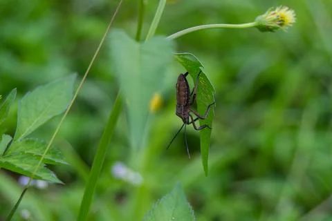 Stink bug Stock Photos