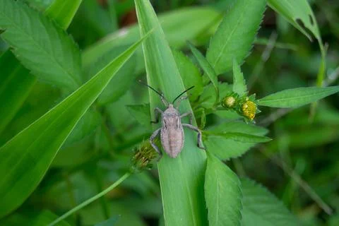 Stink bug Stock Photos