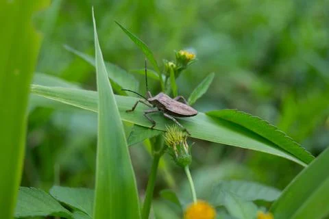 Stink bug Stock Photos