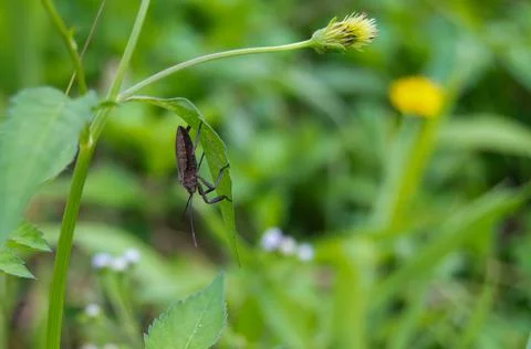 Stink bug Stock Photos