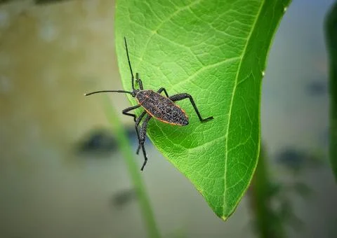 Stink bug Stock Photos