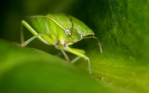 Stink bug Stock Photos