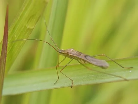 Stink bug Stock Photos