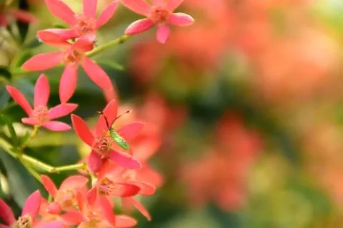 Stink Bug on Pink Flowers Stock Photos