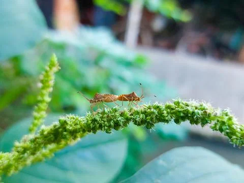 Stink bug reproduction behavior macro view Stock Photos