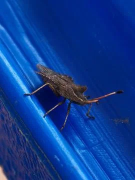 Stink bug resting on blue plastic surface Фото