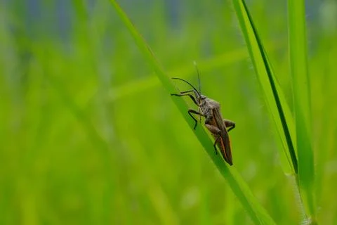 Stink bug resting on grass Stock Photos