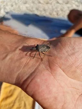 Stink bug resting on a human hand Foto stock