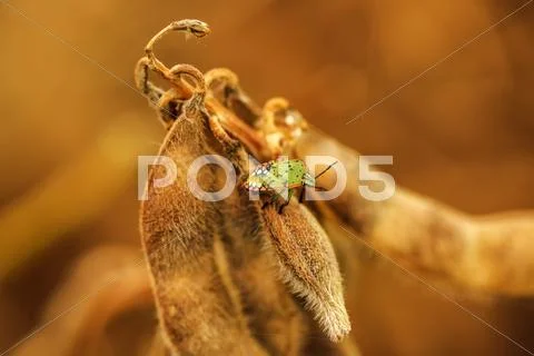 Stink bug on ripe soybean pods Stock Photos