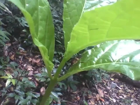 Stink bug is seen on passion fruit leaf in botanical garden Stock Footage 162681745