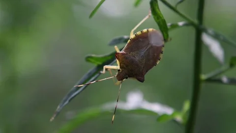 Stink bug sitting Stock Footage 83163913