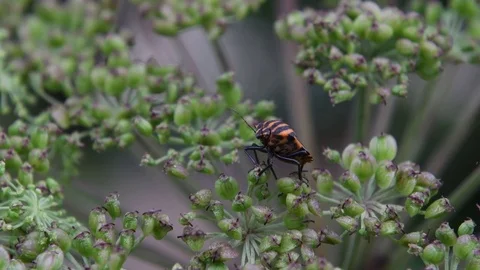 Stink bug sitting Stock Footage 83464300