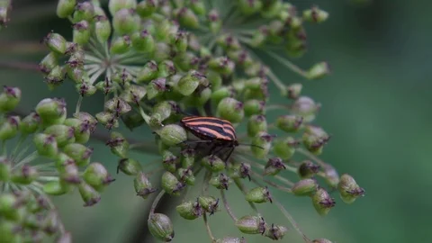 Stink bug sitting Video stock 83464315