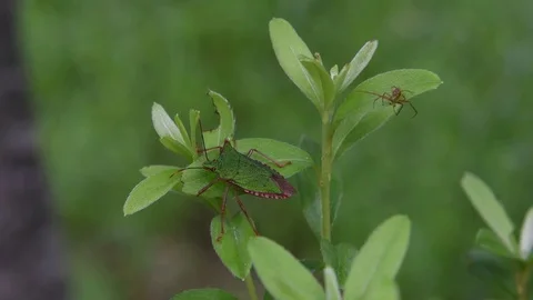 Stink bug &amp; spider Stock Footage 83467771