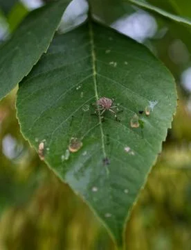 Stink Bug standing on a leaf Stock Photos