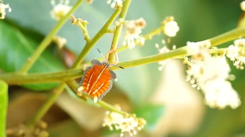 Stink Bug is staying on the longan shoot Stock Footage 48360378