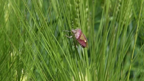 Stink bug sunbathing Stock Footage 82405043