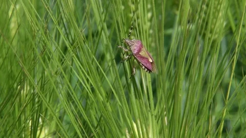 Stink bug sunbathing Stock Footage 82405062