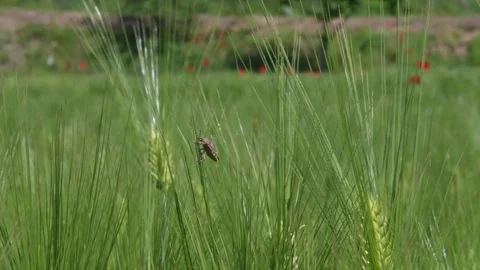Stink bug sunbathing Stock Footage 82405080