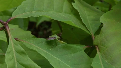 Stink bug sunbathing Stock Footage 82886690