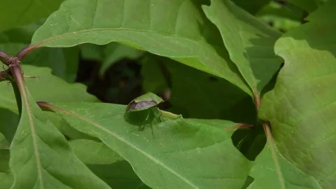 Stink bug sunbathing Stock Footage 82886692