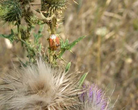 Stink bug on thistle Stock Photos