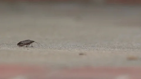 Stink Bug Walking On Cement Video stock 99508155