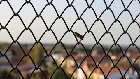 A stink bug walking on a chain-link fence in Italy Stock Footage 299436111