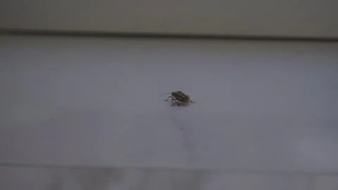 Stink Bug Walking Slowly Across a Smooth Surface in Slow Motion Stock Footage 346414322