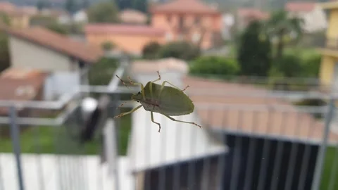 Stink bug walking slowly on transparent glass Stock Footage 319434933