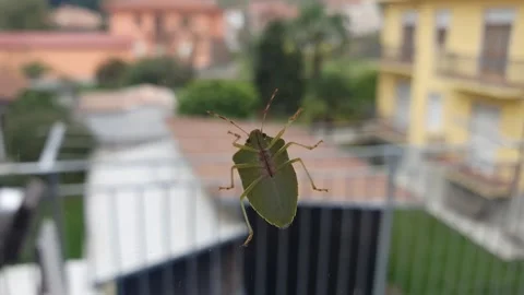 Stink bug walking slowly on transparent glass Video stock 319434937