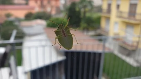 Stink bug walking slowly on transparent glass Stock Footage 319434940