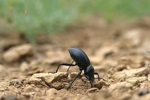 Stink bug in warning position Stock Photos
