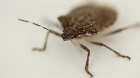 Stink bug on white 002 Video stock 37180665