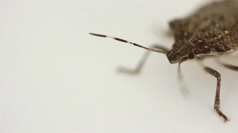 Stink bug on white 003 Video stock 37179973