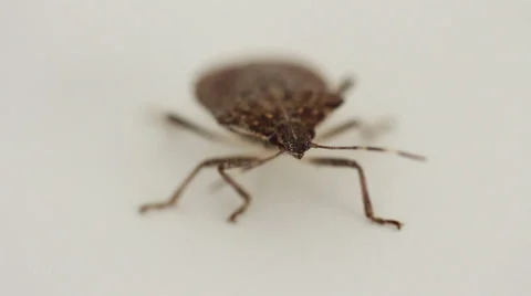 Stink bug on white 004 Video stock 37181902