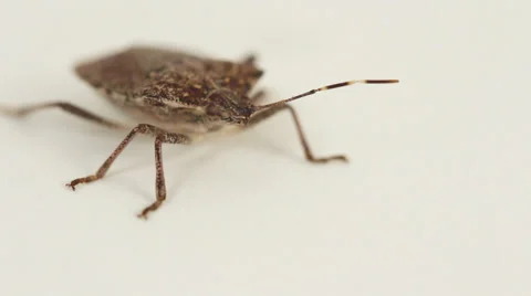 Stink bug on white 005 Video stock 37180653