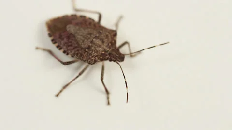 Stink bug on white 006 Video stock 37180031