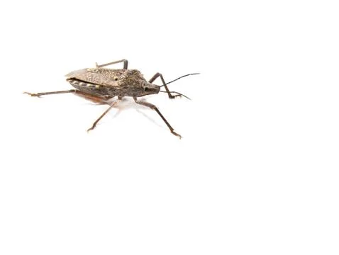 Stink bug on white background Stock Photos