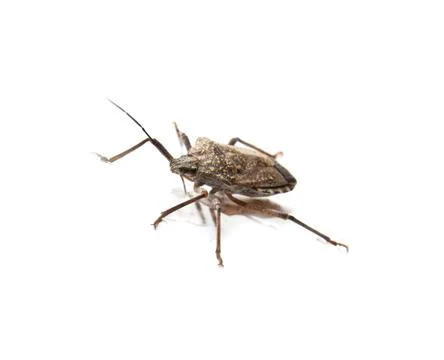 Stink bug on white background Stock Photos