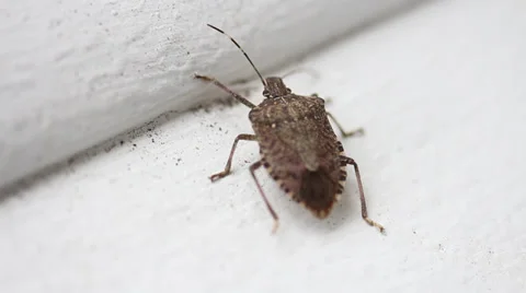 Stink bug on window 001 Video stock 37183028