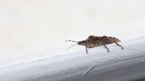 Stink bug on window 002 Video stock 37184050
