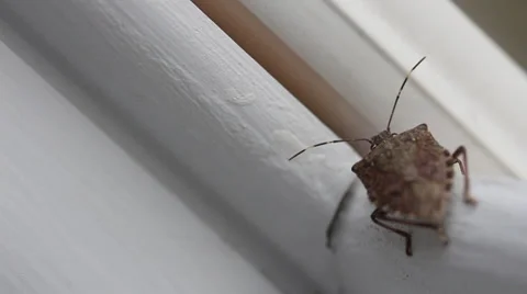 Stink bug on window 006 Video stock 37184225
