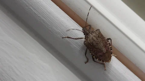 Stink bug on window 007 Video stock 37184060