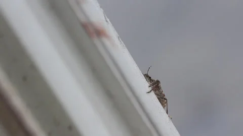 Stink bug on window 008 Video stock 37184131
