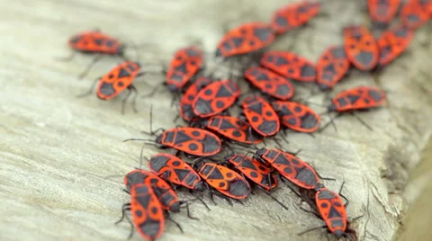 Stink bugs closeup Stock Footage 35844703